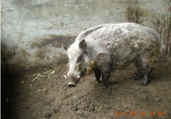 한때 성행하던 멧돼지 사육 농장도 아프리카돼지열병 바이러스로 긴축 (사진=백운산 멧돼지농장)