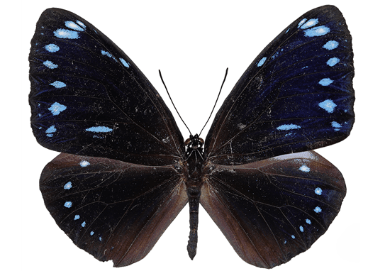 거제도에서 발견된 푸른줄까마귀왕나비 사진