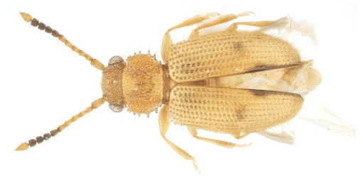 제주도에서 발견된 닮은모래가는납작벌레 사진