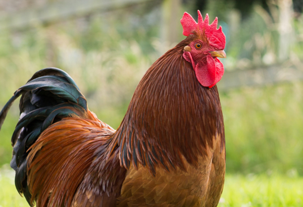 종간의 벽 넘은 가금류 ‘고병원성 조류인플루엔자’ 확산...인체 감염 예방·감시 강화