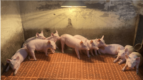 충남도는 겨울철 돼지 건강을 위한 난방 장치 사용을 권장하고 있다